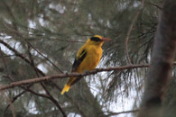 Dark-Throated Oriole